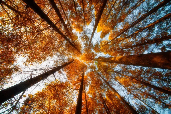 Gyönyörű Kilátás Erdőre Természetre — Stock Fotó
