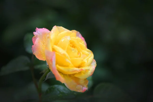 Flores Primavera Hermosa Floración — Foto de Stock