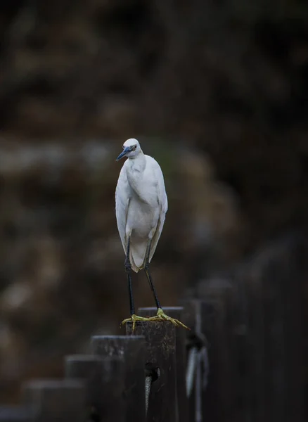 Vue Bel Oiseau — Photo