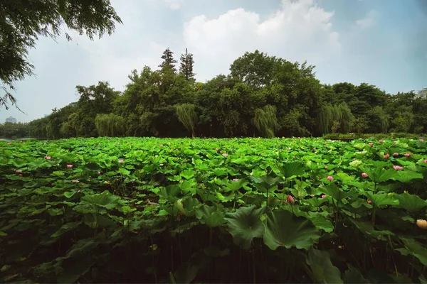 Campo Verde Con Hermoso Paisaje — Foto de Stock