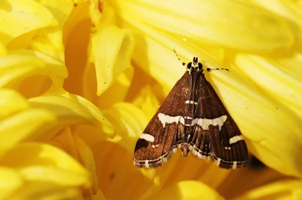 Mariposa Sobre Una Flor Flora Fauna — Foto de Stock