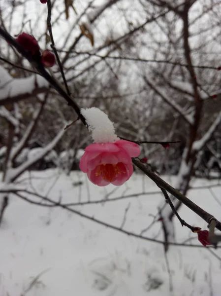 Cherry Blossoms Snow Images Search Images On Everypixel