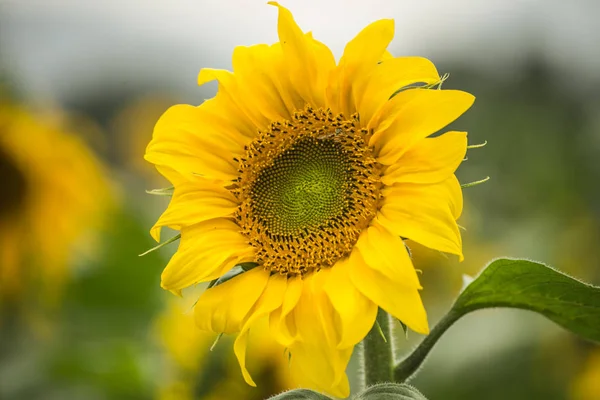 Gele Bloemblaadjes Van Zonnebloem Flora — Stockfoto