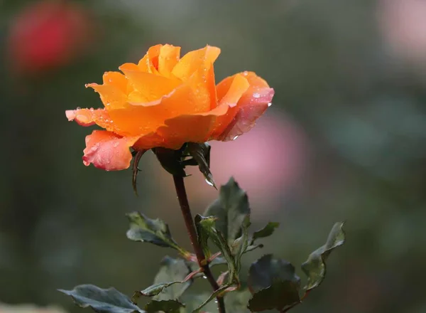 ชดอกไม สวยงามพ ชและกล บดอกไม — ภาพถ่ายสต็อก