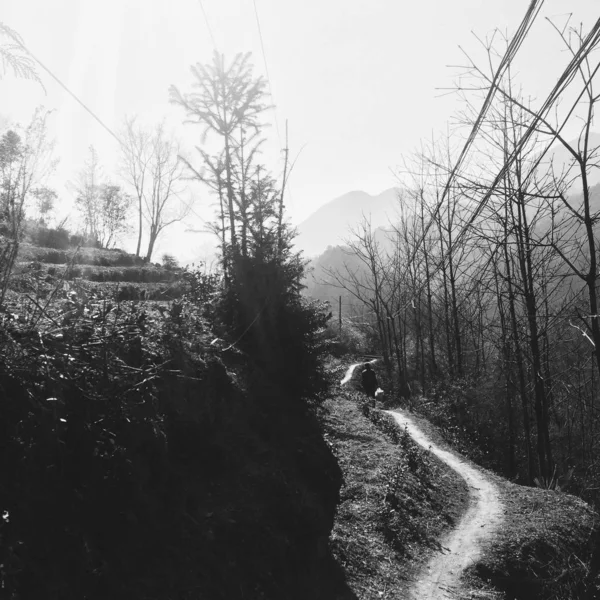 black and white forest landscape.