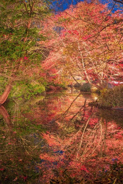 Hojas Otoño Bosque Temporada Otoño — Foto de Stock