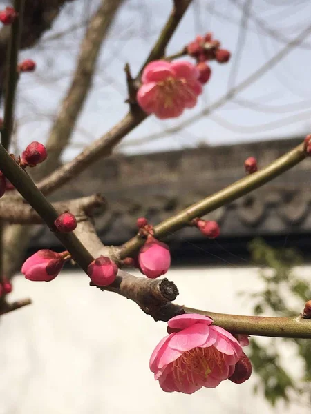 stock image close up of blooming cherry tree flowers 