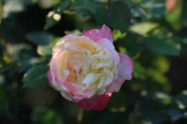 Primer Plano Hermosas Flores Rosas Flor — Foto de Stock