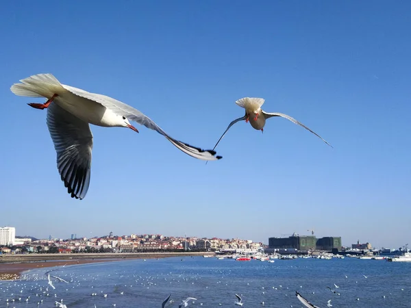 seagull in the city of the baltic sea