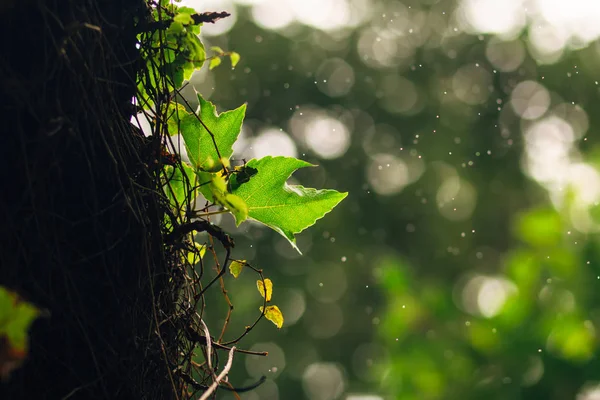 Hojas Verdes Árbol — Foto de Stock