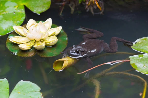 Vacker Näckros Dammen — Stockfoto