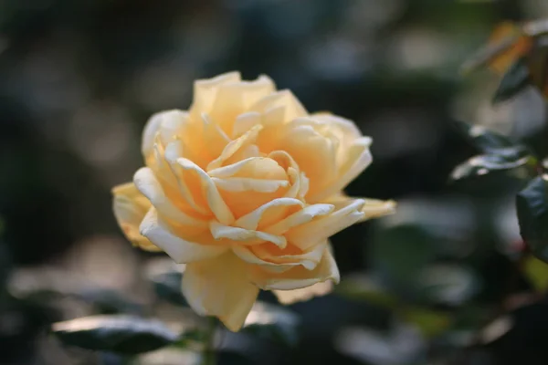 Hermosa Planta Flores Flora Pétalos Follaje — Foto de Stock