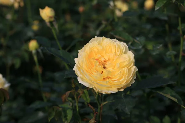 Hermosa Flor Jardín — Foto de Stock