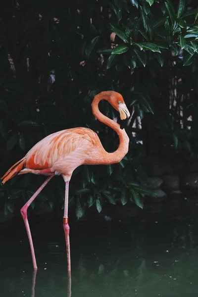 Flamingo Rosa Pássaros Flora Natureza — Fotografia de Stock