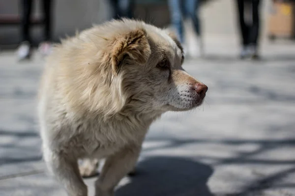 Cão Peludo Bonito Conceito Animal — Fotografia de Stock