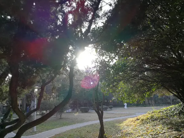 Hermoso Parque Con Árboles Hojas Verdes — Foto de Stock