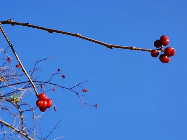 nature plants, flora and garden