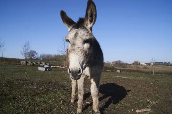 Burro Campo — Foto de Stock