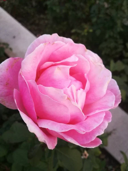 Primer Plano Las Flores Jardín — Foto de Stock