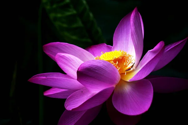 stock image View of lotus flower bloom 