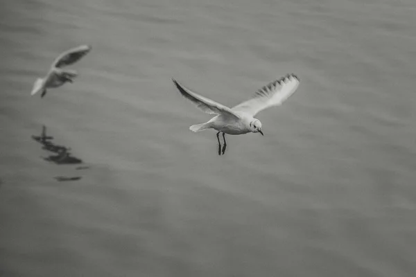 Aves Voladoras Cielo Alas Aves — Foto de Stock