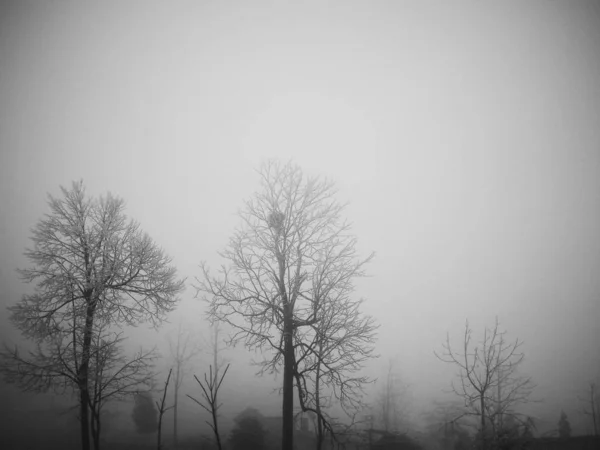 Paisagem Inverno Com Nevoeiro Árvores — Fotografia de Stock