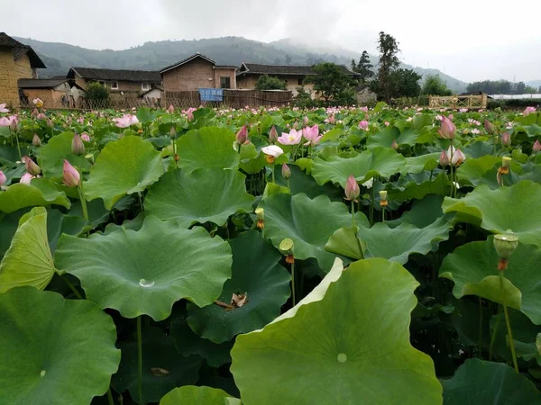 Hojas Verdes Flores Loto — Foto de Stock