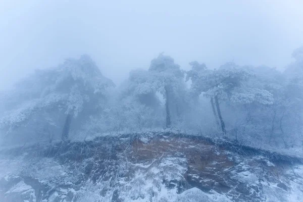 ice trees in the forest.