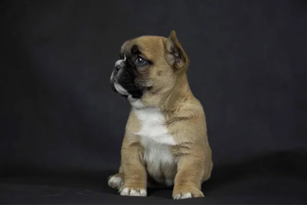 Retrato Lindo Perro — Foto de Stock