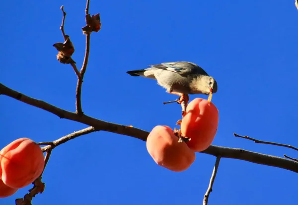 Krásný Botanický Záběr Přírodní Tapety — Stock fotografie