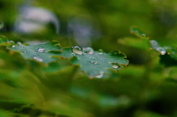 Gotas Agua Hierba Gotas Rocío — Foto de Stock