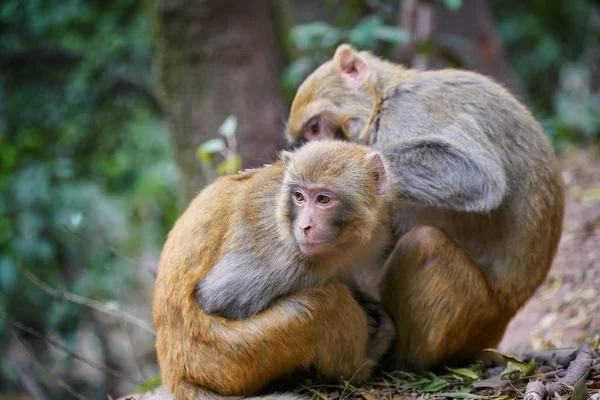 Monos Zoológico — Foto de Stock