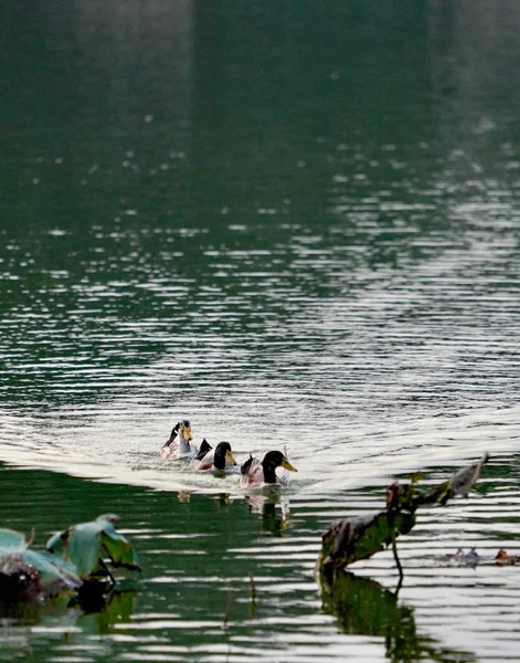 Grupo Patos Nadando Lago — Foto de Stock