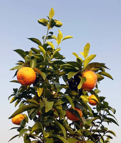 plant foliage, green leaves, flora in nature