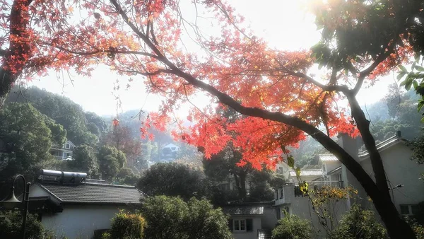 beautiful colorful japanese tree in kyoto, japan