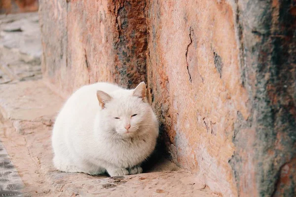 Gato Blanco Suelo — Foto de Stock