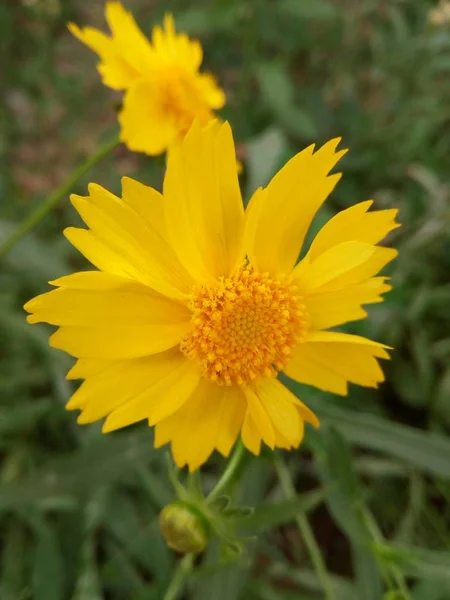 Flor Amarilla Jardín — Foto de Stock