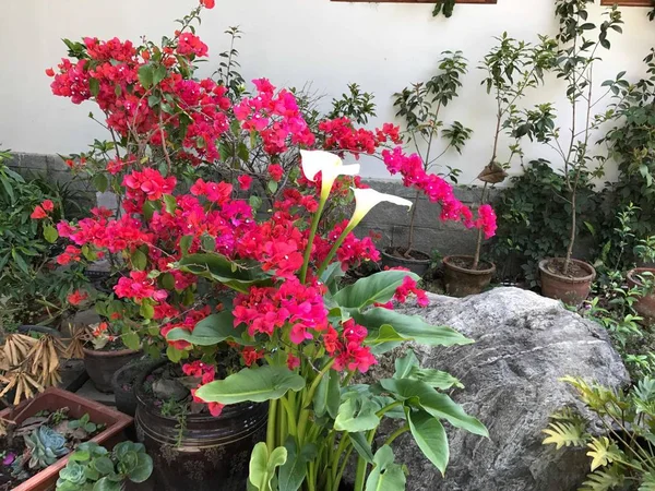 Gemutliches Zuhause Blumengarten Auf Sommer Stockfoto