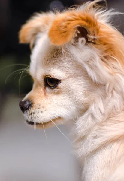 cute dog on the street