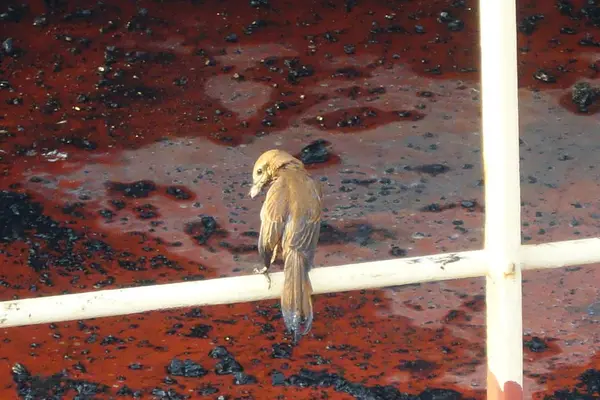 Pájaro Nido — Foto de Stock