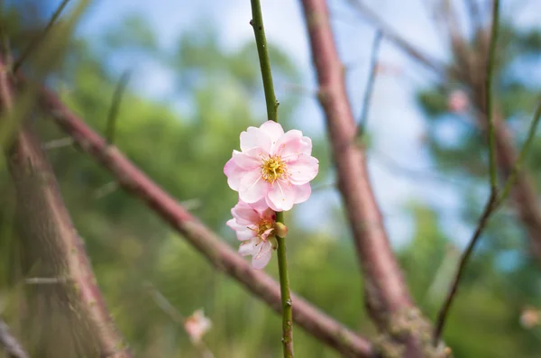 daytime view of blooming peach flowers in spring