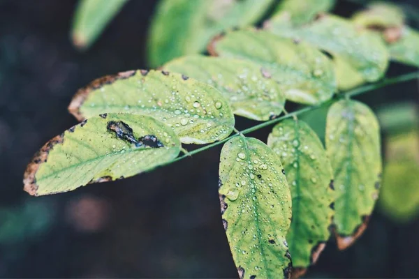 Schöne Blütenblätter Der Natur — Stockfoto