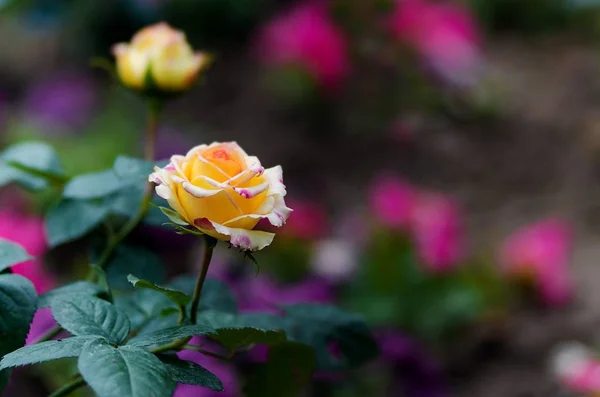 Hermoso Plano Botánico Fondo Pantalla Natural — Foto de Stock