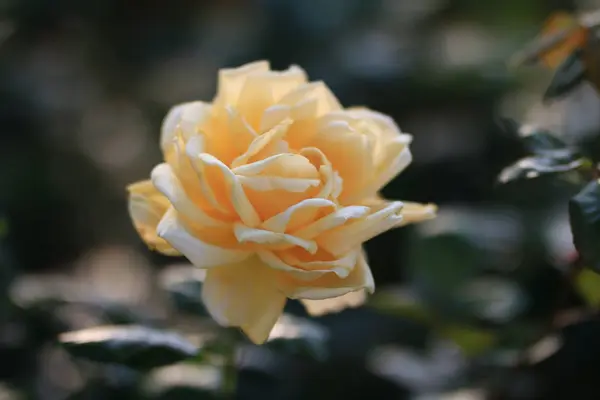 Hermosa Flor Rosa Jardín — Foto de Stock