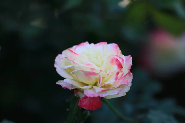 Hermosa Flor Jardín — Foto de Stock