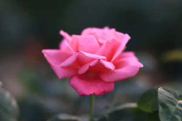 Hermosa Flor Jardín — Foto de Stock