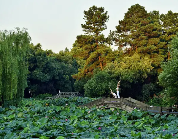 Hermoso Árbol Verde Bosque — Foto de Stock