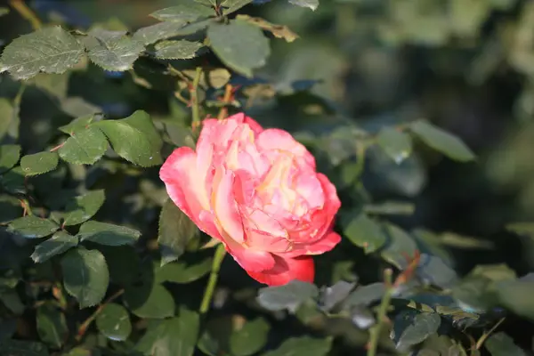 Close Van Mooie Bloeiende Rozen Bloemen — Stockfoto