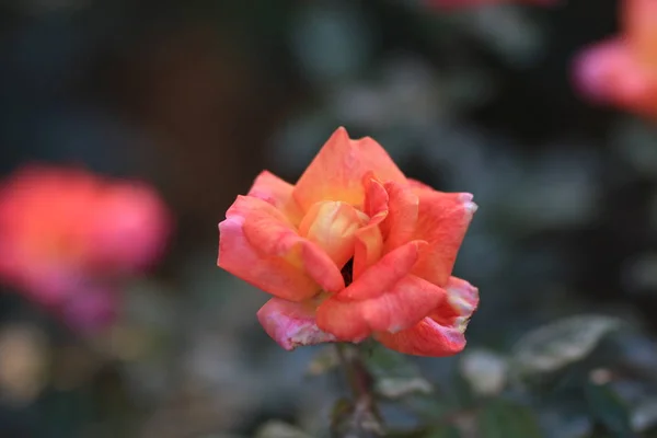 Rosa Roja Jardín — Foto de Stock