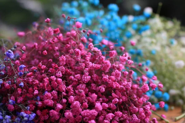 Bellissimi Fiori Giardino — Foto Stock